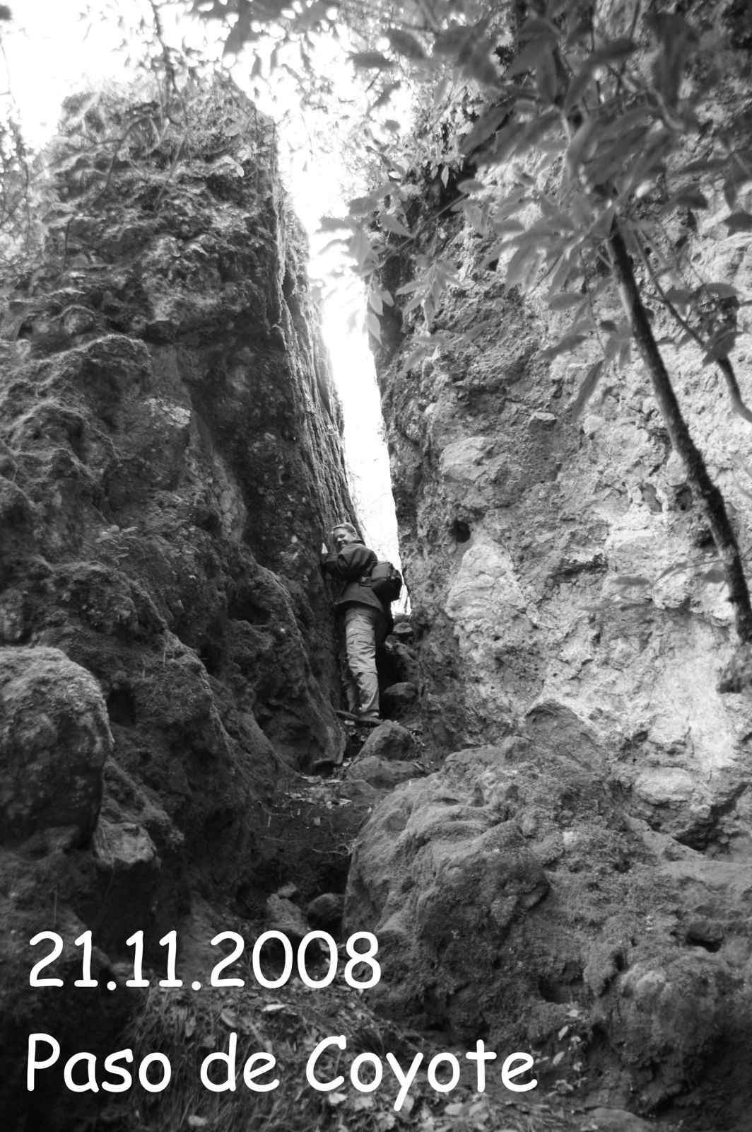 440 dsc01758aPasoDeCoyote